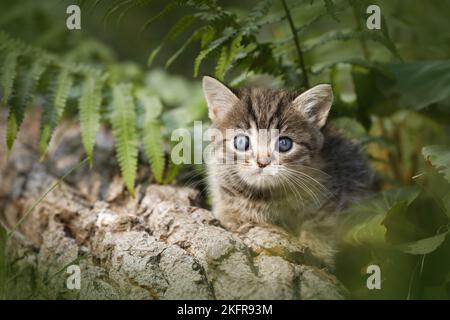 Gattino shorthair britannico tra felce Foto Stock