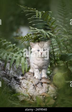 Gattino shorthair britannico tra felce Foto Stock