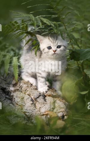 Gattino shorthair britannico tra felce Foto Stock