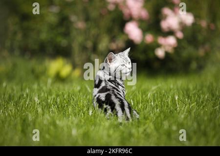 Young British Shorthair Foto Stock