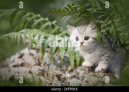 Gattino shorthair britannico tra felce Foto Stock