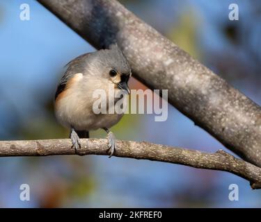 Uno scatto selettivo di fuoco di un uccello del titmouse di Tufted che siede su un ramo dell'albero Foto Stock