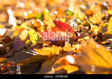 Foglia rossa caduta su un tappeto di foglie arancioni in autunno creando un caldo sfondo autunnale Foto Stock