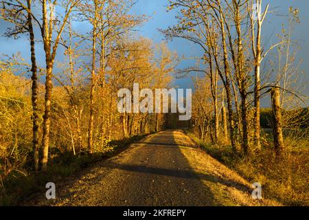 Il tramonto getta ombre sul sentiero della valle di Snoqualmie in tarda autunno, mentre il vecchio letto della ferrovia si curva in lontananza Foto Stock