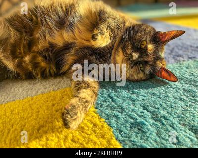 Un gatto allegro tortoiseshell godendo il sole che cade dalla finestra su tappeto colorato. Luce naturale. Sfondo PET con spazio di copia. Set di 9 immagini Foto Stock