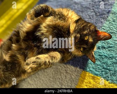 Un gatto allegro tortoiseshell godendo il sole che cade dalla finestra su tappeto colorato. Luce naturale. Sfondo PET con spazio di copia. Set di 9 immagini Foto Stock