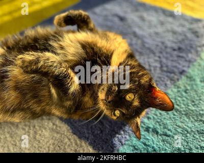 Un gatto allegro tortoiseshell godendo il sole che cade dalla finestra su tappeto colorato. Luce naturale. Sfondo PET con spazio di copia. Set di 9 immagini Foto Stock