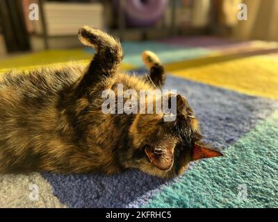 Un gatto allegro tortoiseshell godendo il sole che cade dalla finestra su tappeto colorato. Luce naturale. Sfondo PET con spazio di copia. Set di 9 immagini Foto Stock