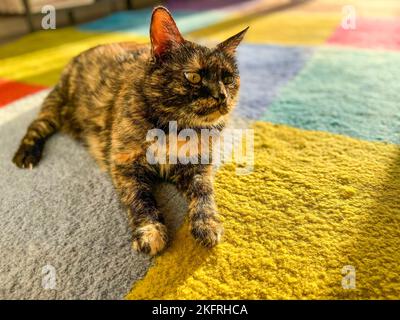 Un gatto allegro tortoiseshell godendo il sole che cade dalla finestra su tappeto colorato. Luce naturale. Sfondo PET con spazio di copia. Set di 9 immagini Foto Stock