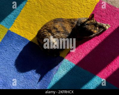 Un gatto allegro tortoiseshell godendo il sole che cade dalla finestra su tappeto colorato. Luce naturale. Sfondo PET con spazio di copia. Set di 9 immagini Foto Stock