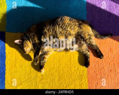 Un gatto allegro tortoiseshell godendo il sole che cade dalla finestra su tappeto colorato. Luce naturale. Sfondo PET con spazio di copia. Set di 9 immagini Foto Stock