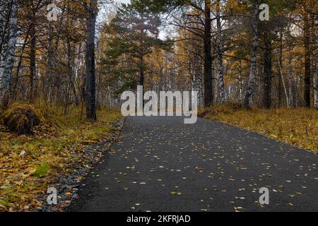 Strada asfaltata bagnata che attraversa la foresta autunnale con colori vivaci in una giornata di pioggia. Strada asfaltata umida in mezzo a lussureggianti alberi di foresta all'ombra incredibile Foto Stock