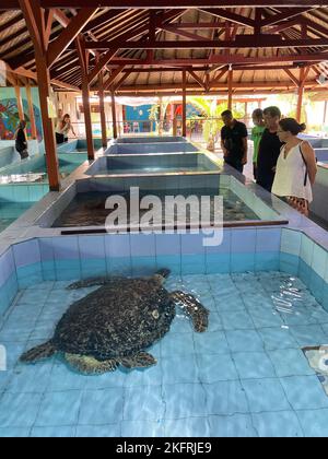 Serangan, Indonesia. 18th Ott 2022. Piscina con tartarughe marine ferite presso il Turtle Conservation and Education Center (TCEC). (A dpa: 'Rituali e pinne amputate: Bali salva le tartarughe marine in difficoltà') Credit: Carola Frentzen/dpa/Alamy Live News Foto Stock