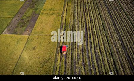 Vista aerea della macchina trebbiatrice mietitrebbia con risaia. Raccoglitrice per la raccolta del riso durante il lavoro in Thailandia. Drone vola su lavoratori di paglia di riso Foto Stock