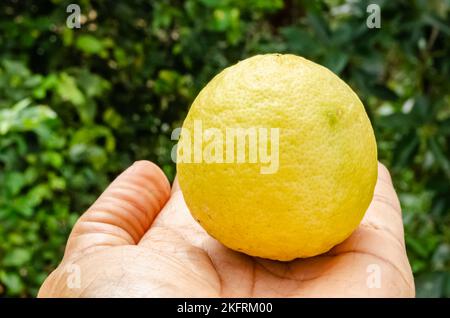 Una Lime chiave matura in una mano Foto Stock