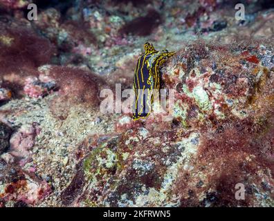 Lumaca stella giallo-violetta (Hypselodoris picta webbi), Lanzarote. Isole Canarie, Spagna, Europa Foto Stock