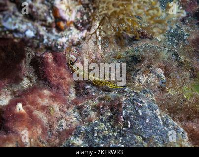 Lumaca stella giallo-violetta (Hypselodoris picta webbi), Lanzarote. Isole Canarie, Spagna, Europa Foto Stock