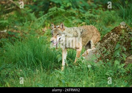 Lupo eurasiatico (Canis lupus lupus) a piedi attraverso una foresta, Assia, Germania, Europa Foto Stock