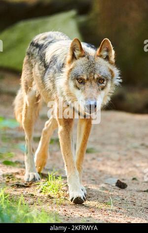 Lupo eurasiatico (Canis lupus lupus) a piedi attraverso una foresta, Assia, Germania, Europa Foto Stock