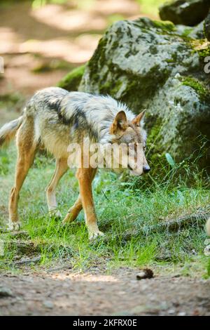 Lupo eurasiatico (Canis lupus lupus) a piedi attraverso una foresta, Assia, Germania, Europa Foto Stock