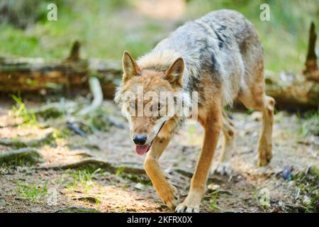 Lupo eurasiatico (Canis lupus lupus) a piedi attraverso una foresta, Assia, Germania, Europa Foto Stock