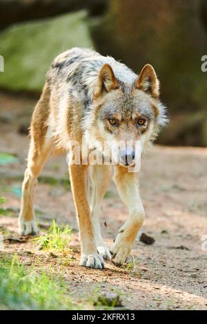 Lupo eurasiatico (Canis lupus lupus) a piedi attraverso una foresta, Assia, Germania, Europa Foto Stock