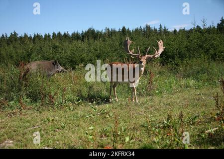 Daino (Dama dama) con corna di velluto e cinghiale (Sus scrofa) in una zona aperta della foresta, Allgäu, Baviera, Germania, Europa Foto Stock