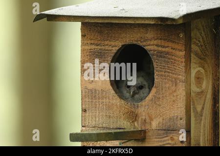 Tawny Owl (Strix aluco) giovane uccello di 4 settimane che guarda fuori dalla scatola nido, Allgäu, Baviera, Germania, Europa Foto Stock