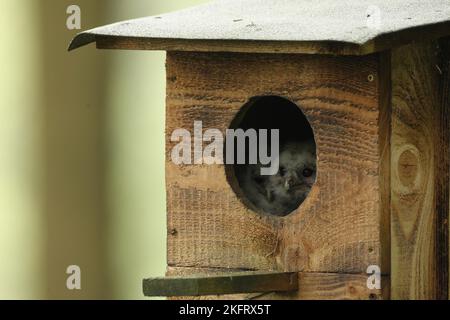 Tawny Owl (Strix aluco) giovane uccello di 4 settimane che guarda fuori dalla scatola nido, Allgäu, Baviera, Germania, Europa Foto Stock
