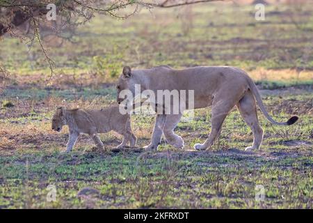 Leone (Panthera leo), leonessa, femmina, giovane, giovane, Backlight, Savuti, Parco Nazionale di Chobe, Botswana, Africa Foto Stock