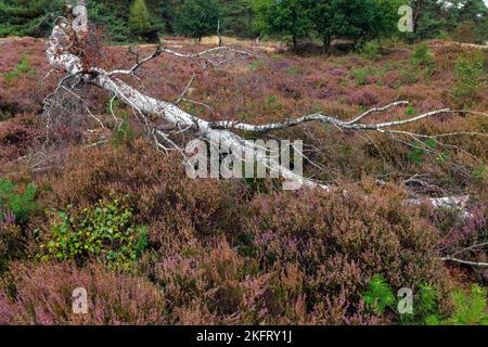 Fiorisce la brughiera nel Parco Nazionale Hoge Veluwe, Paesi Bassi Foto Stock