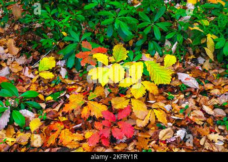 L'autunno parte su una foresta montana all'High Point state Park, New Jersey Foto Stock