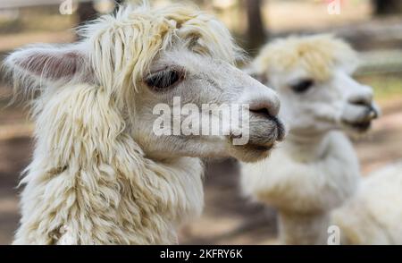 Ritratto di lama divertente con frangia in zoo Foto Stock