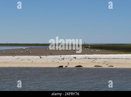 Foche del porto (Phoca vitulina) e eiders comuni volanti (Somateria mollissima) sulla spiaggia dell'isola di Trischen nel Mare del Nord, Schleswig-Holst Foto Stock