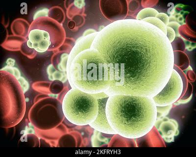 L'infezione si sta diffondendo. Vista microscopica dei batteri che attaccano le cellule sane nel corpo umano. Foto Stock