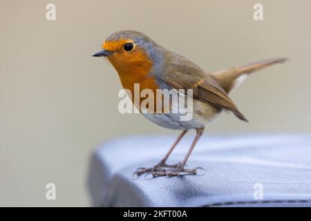 European Robin [ Erithacus rubecula ] appollaiato su una scatola di sedili da pesca con sfondo pulito e sfocato Foto Stock