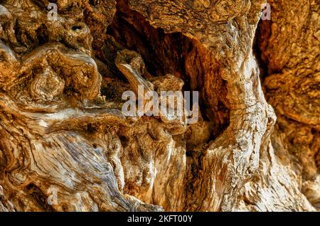 Olive (olivae), tronco di ulivo, corteccia di crosta, primo piano, ulivo più antico di Creta, ulivo più antico del mondo, Vouves, Creta occidentale, isola di Cr Foto Stock