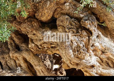 Olive (olivae), tronco di ulivo, gnarled, corteccia, ulivo più antico di Creta, ulivo più antico del mondo, Vouves, Creta occidentale, isola di Creta, GRE Foto Stock