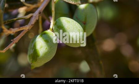 Olive (olivae), olive verdi sull'albero, macro, ulivo più antico di Creta, ulivo più antico del mondo, Vouves, Creta occidentale, isola di Creta, Grecia, Foto Stock