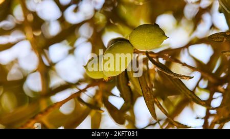 Olive (olivae), olive verdi sull'albero, macro, ulivo più antico di Creta, ulivo più antico del mondo, Vouves, Creta occidentale, isola di Creta, Grecia, Foto Stock