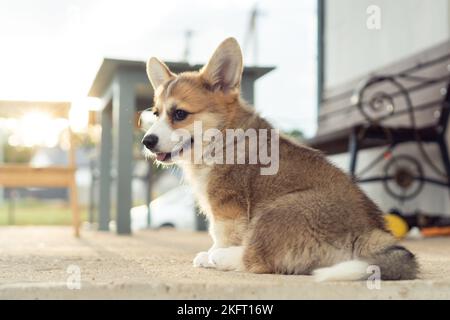 Vista posteriore del cucciolo di pembroke corgi gallese, seduto su un pavimento di cemento vicino alla panca al tramonto, guardando indietro, mostrando la lingua. Animale domestico, animale domestico Foto Stock