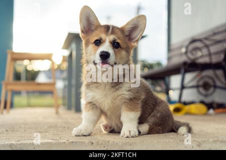 Ritratto di affascinante cucciolo di corgi gallese pembroke seduto su pavimento in cemento vicino alla panca in estate guardando la macchina fotografica, mostrando la lingua. Animale domestico, animale domestico Foto Stock