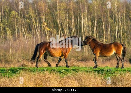 Due pony exmoor bruni combattenti, contro una foresta e lo sfondo di canne. Mordente, aring e colpire. colori autunnali in inverno. Messa a fuoco selettiva Foto Stock