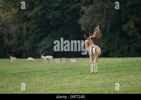 Una vista presa da dietro di un capriolo di fiuto. Ha girato il suo abete capo un ritratto profilo Foto Stock