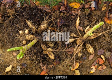 Vista dall'alto dei tuberi di piante di dahlia appena sollevati. Scavare i tuberi di dahlia, pulirli e prepararli per lo stoccaggio invernale. Lavori di giardinaggio autunnali. Sovr Foto Stock