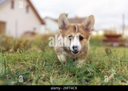 Ritratto di meraviglioso gallese pembroke corgi cucciolo in esecuzione a piedi sul prato in erba vicino alle case in estate, guardando la macchina fotografica. Animali domestici, cura degli animali domestici Foto Stock
