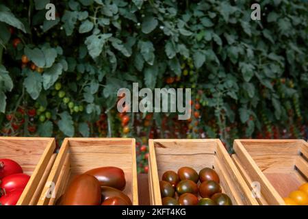 Un pomodoro di diversi colori e forme in vendita in un mercato Foto Stock