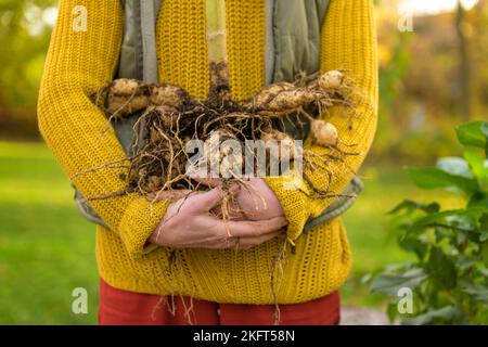 Donna che tiene appena sollevato dahlia tuberi pronti per essere lavati e preparati per la conservazione invernale. Lavori di giardinaggio autunnali. Tuberi di dahlia overwintering. Foto Stock