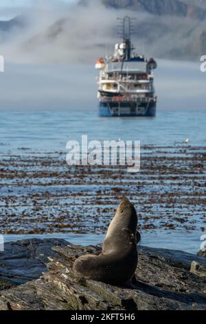 Foca da pelliccia antartica (Arctocephalus gazella) sulla riva della Georgia del Sud guardando verso una nave da spedizione antartica sullo sfondo. Foto Stock