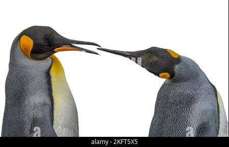 Coppia di 2 pinguini reali (APTENODYTES PATAGONICUS) sulla Georgia del Sud che interagiscono tra loro - ritagliati su sfondo bianco Foto Stock